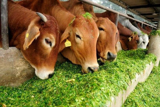 गौ सेवा का महत्व: धर्म और जीवन में इसका योगदान