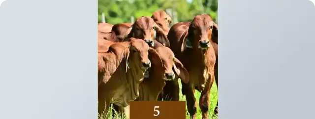 Gau Seva