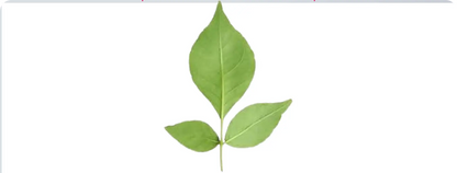 Pashupatinath Vishesh Chadhava